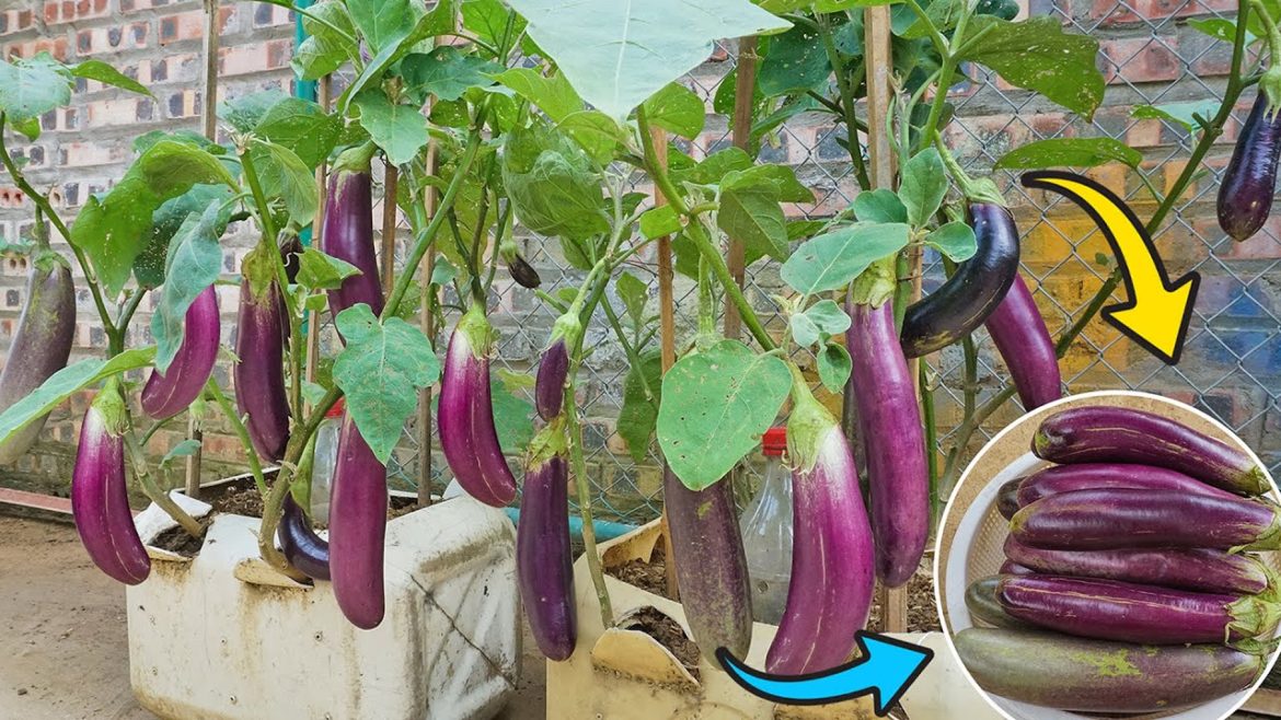 Method of growing eggplant in a plastic container is simple and the unexpected happened