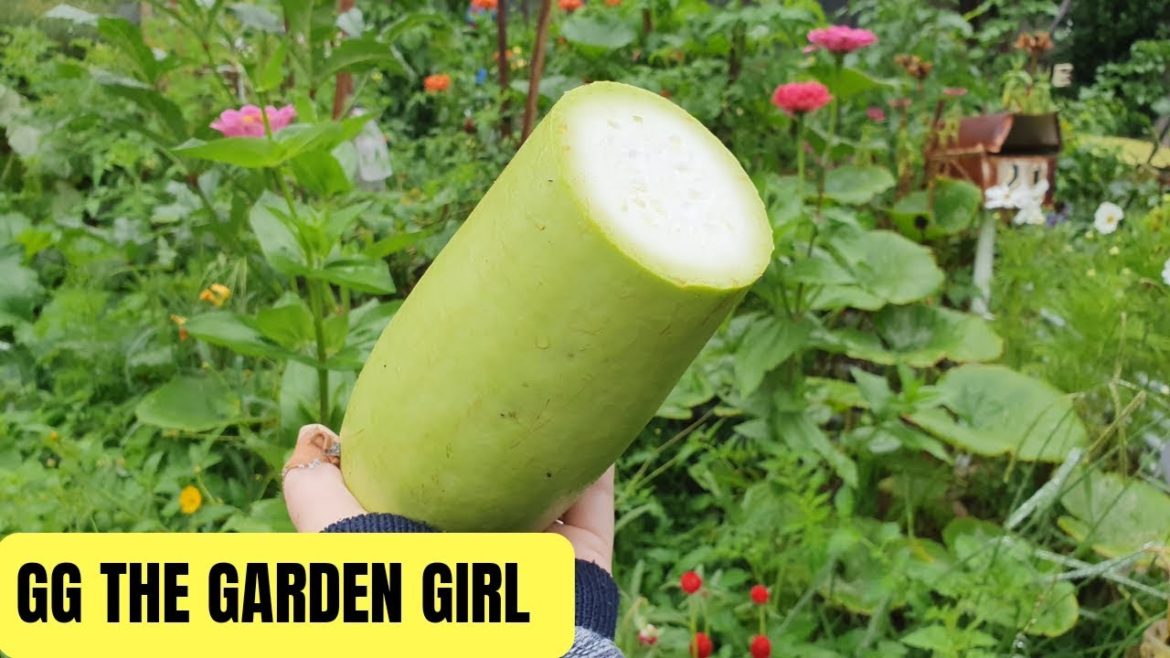 Edible Garden Australia // Unusual Homegrown Food // W 12 YR 2 Edible Garden Australia // Unusual Homegrown Food // W 12 YR 2