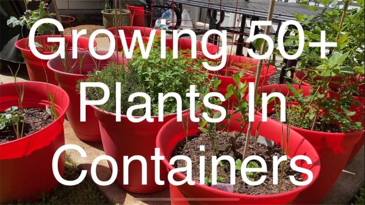 Growing 50+ Different Plants In Containers | Container Gardening