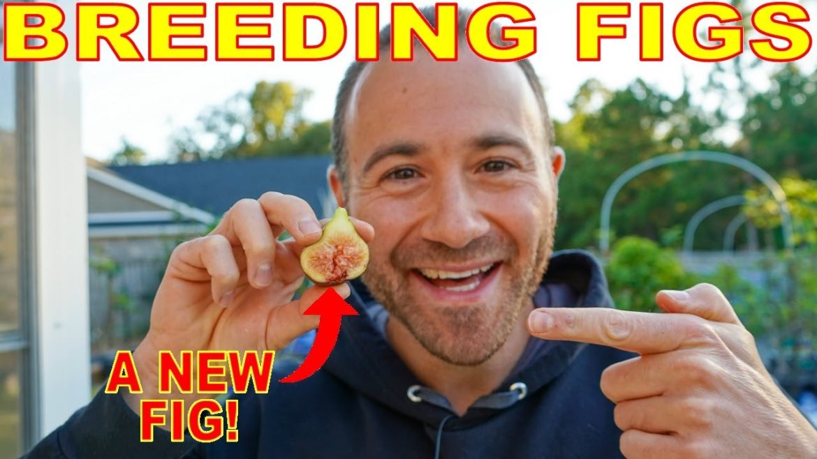 SUCCESS! We Bred Our First BRAND NEW Fig Variety! SUCCESS! We Bred Our First BRAND NEW Fig Variety!