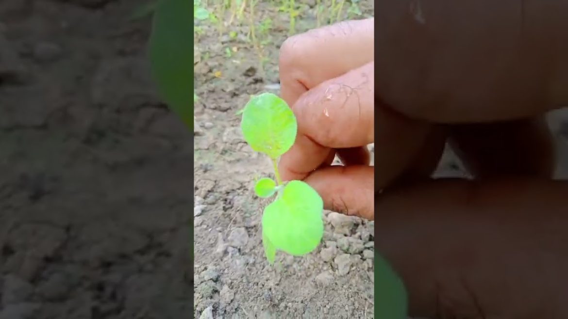 Nursery Secret- How All the Seeds are Grown in the Nursery#gardeningtips #growth #green #gardening