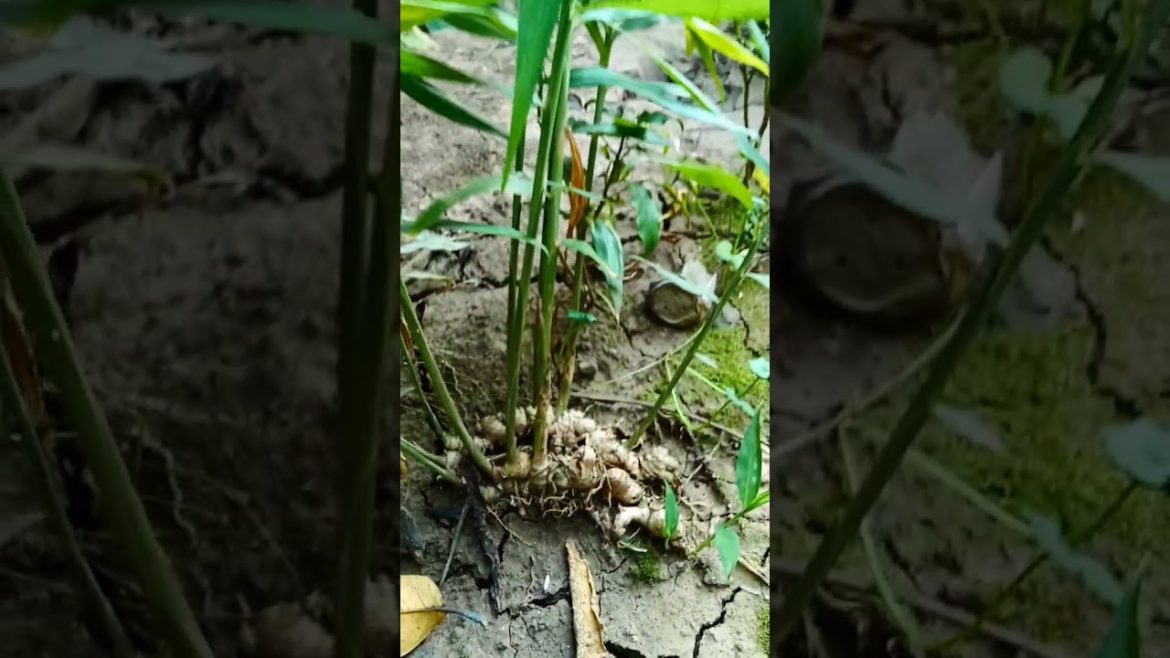 my ginger plant #shorts