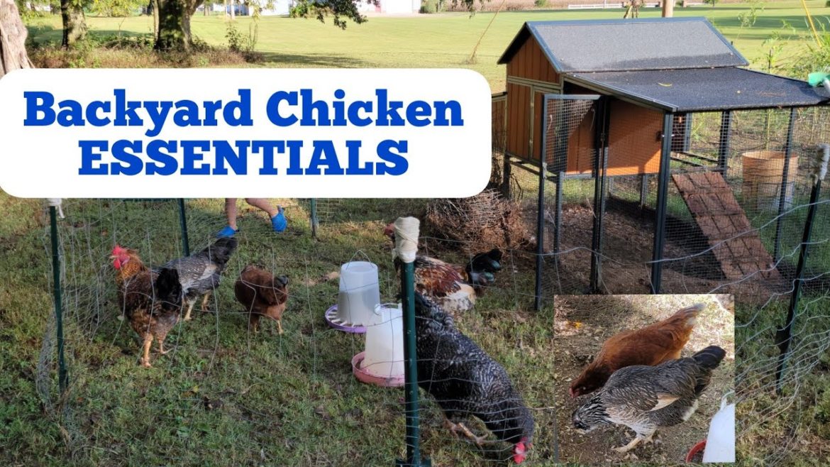 Basic Chicken Growing Supplies for Beginners | Gardening in Kentucky Homestead