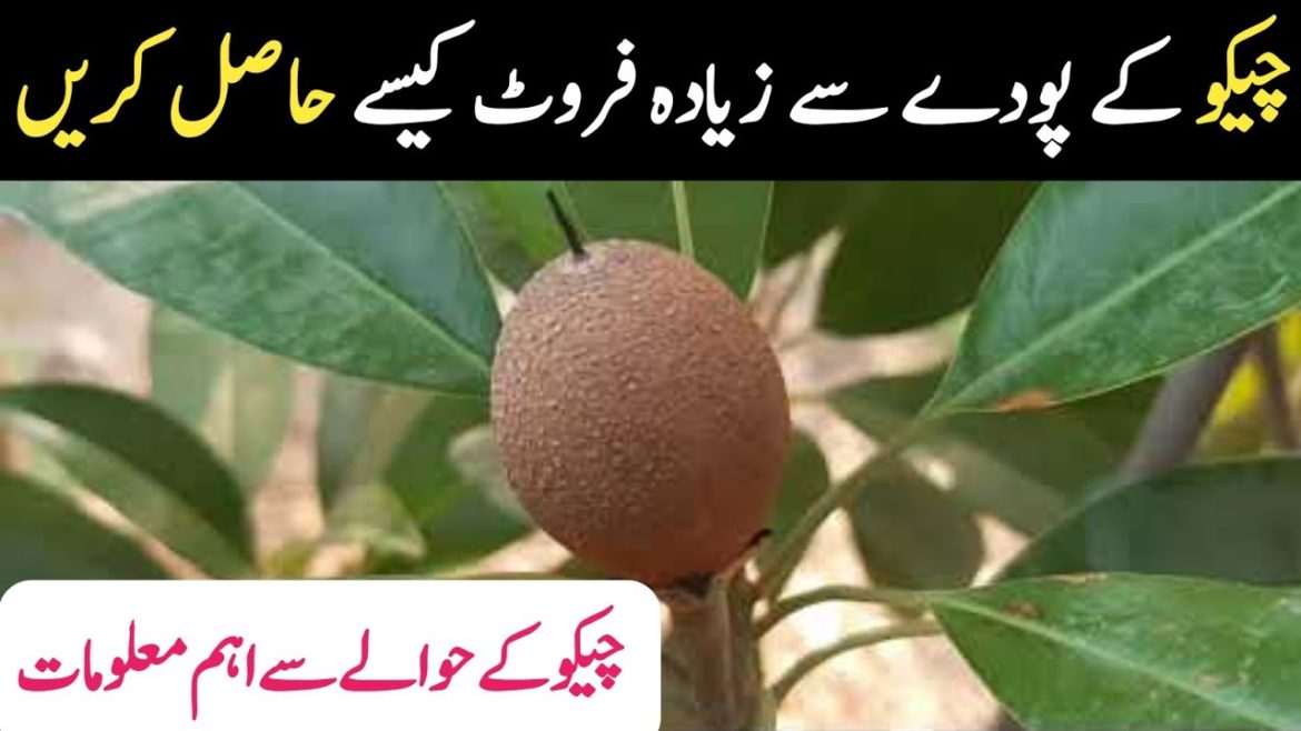 Chico k Plant se zeyada fruit kesey hasil kren | Gardening tips in Hindi | ATC Organic Chico k Plant se zeyada fruit kesey hasil kren | Gardening tips in Hindi | ATC Organic