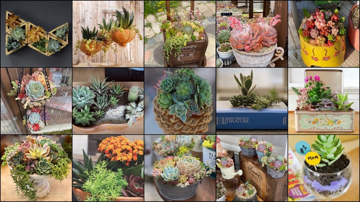 Succulent Garden Ideas | Front Yard Succulent Landscaping Ideas | Garden Designs Succulent Garden Ideas | Front Yard Succulent Landscaping Ideas | Garden Designs
