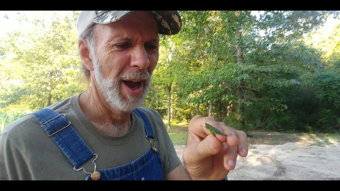I Can't Believe He BIT Me! | Pepper UpDate | Container Gardening I Can't Believe He BIT Me! | Pepper UpDate | Container Gardening