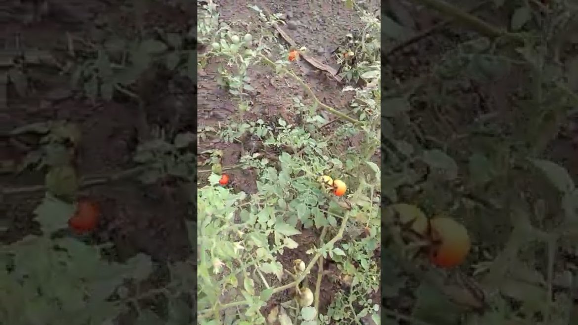 HARVESTING SMALL TOMATOES 🍅 bisayang kamatis #short #tomatoes #tomatoe #harvest #picking