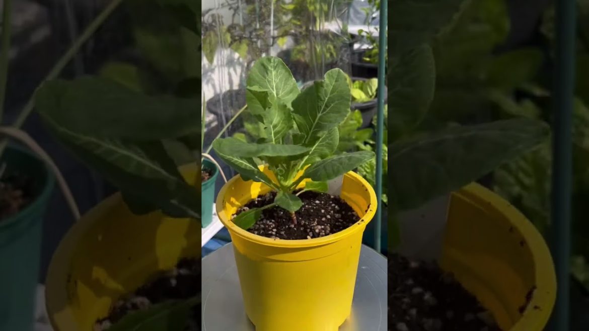 What's in my garden!?🥬 #shorts #gardening #food