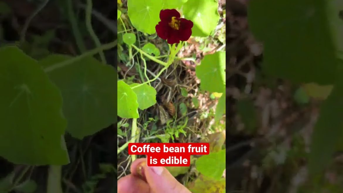 Tasting coffee bean fruit {yes they’re edible}