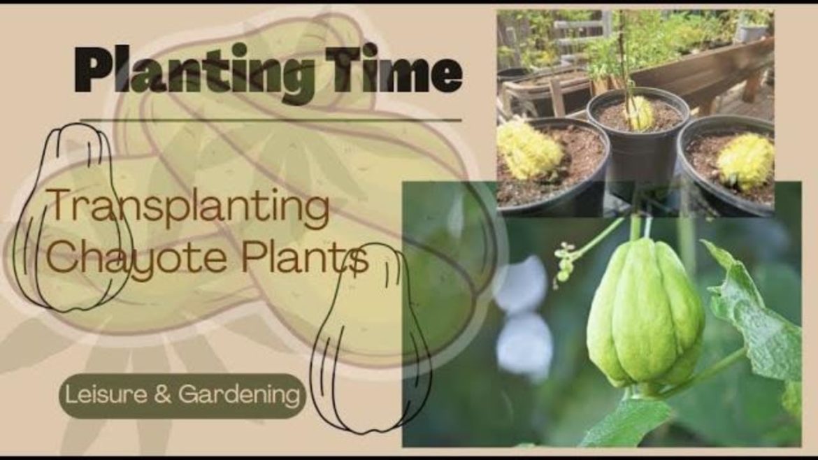 Leisure & Gardening-Transplanting Chayote Plant with Trellis-Miracle Gro Fertilizer & Egg Shell Tips Leisure & Gardening-Transplanting Chayote Plant with Trellis-Miracle Gro Fertilizer & Egg Shell Tips