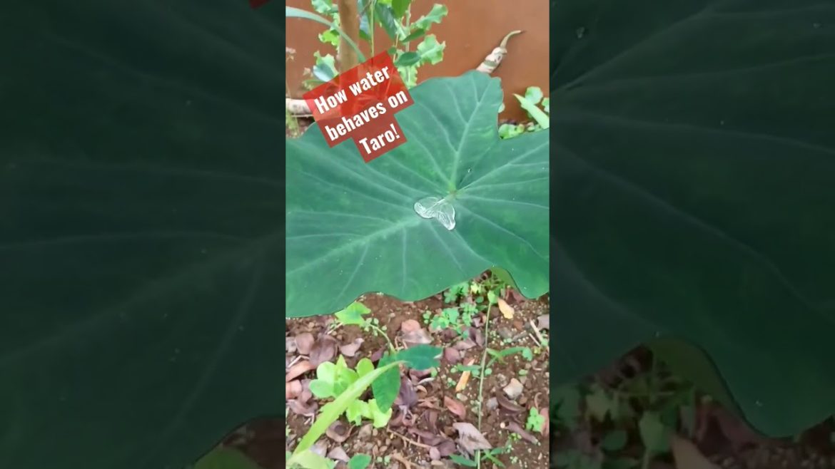 #taroleaves #gardening #amazing