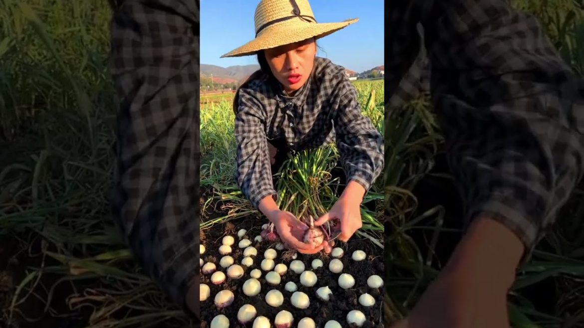 This type of Garlic is quite special #shorts #agriculture