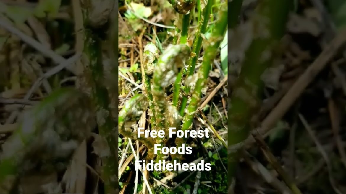 Free Forest Foods Fiddleheads #shorts #fiddleheads
