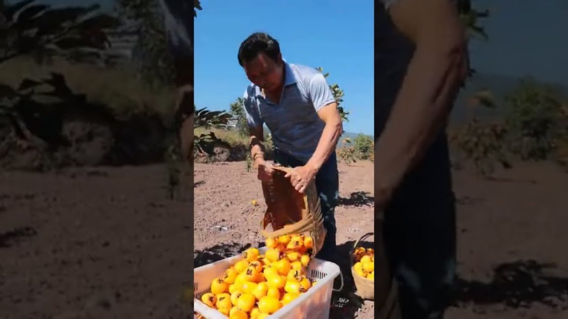 Persimmon Harvest #satisfying #short Persimmon Harvest #satisfying #short