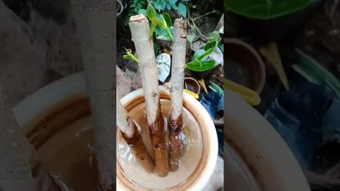 I grow Banyan tree cutting in water #shorts