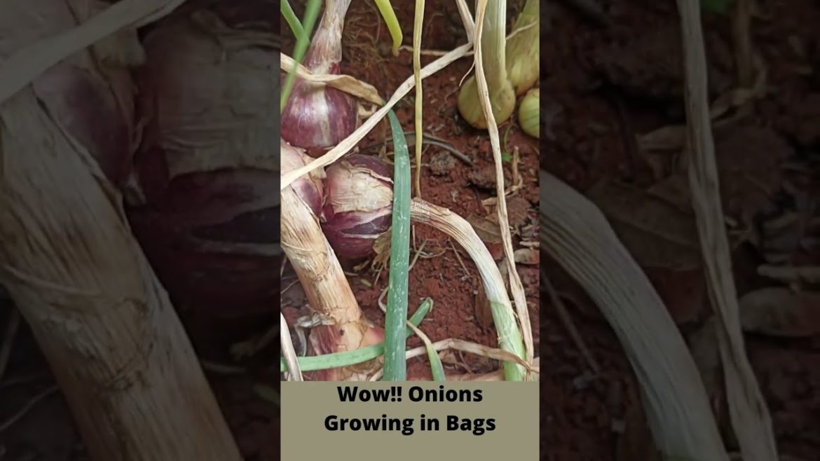 Wow!! Onions Growing in Bags #Shorts