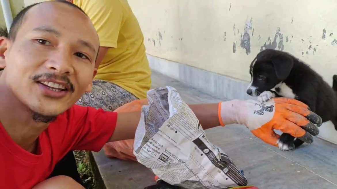 Our kitchen's Garden 🏡/ organic vegetables@sherpavlogs77