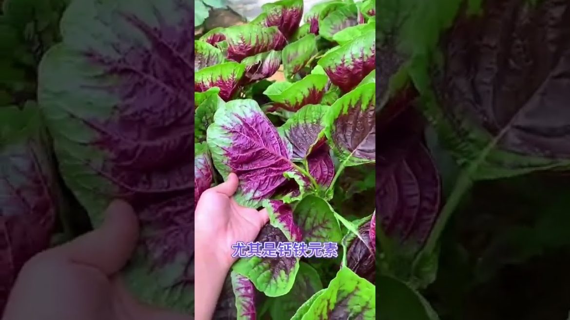Tips for Growing Vegetables