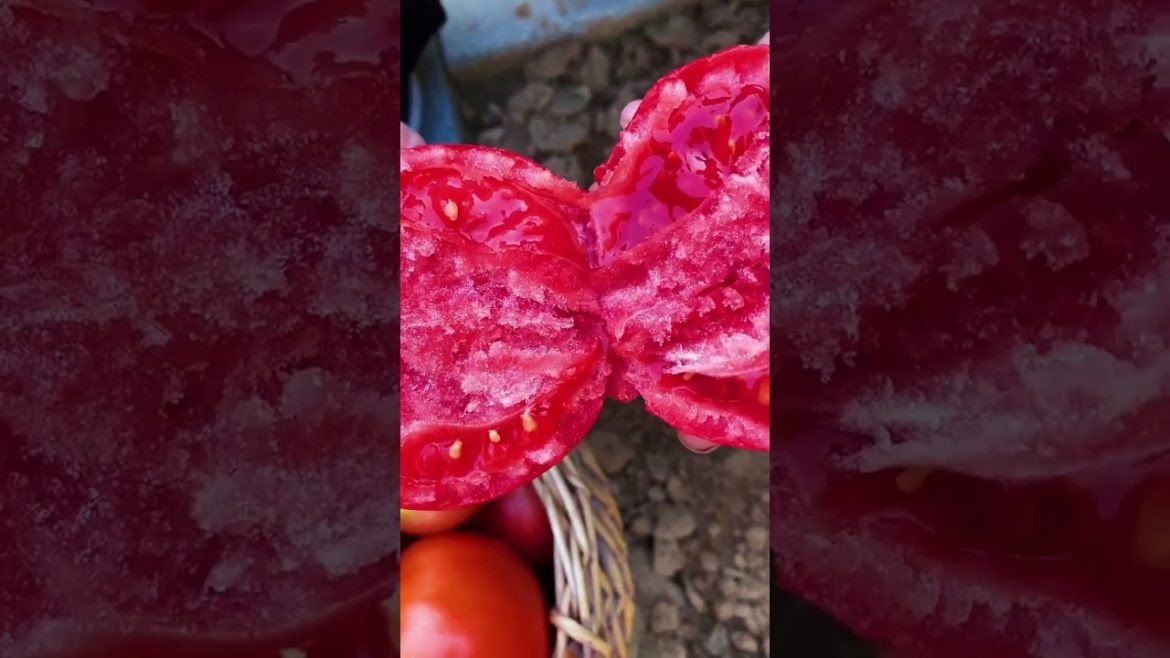 October Tips for garden at home with me October Tips for garden at home with me