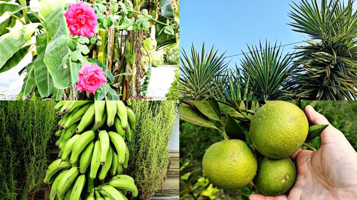 Beautiful garden video | beautiful garden with natural life | beautiful garden view #myhappyvlogs Beautiful garden video | beautiful garden with natural life | beautiful garden view #myhappyvlogs