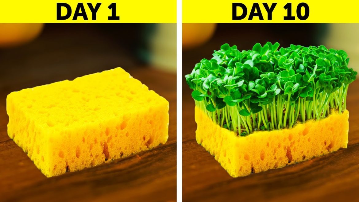 SMART HACKS TO GROW YOUR OWN PLANTS || Gardening Hacks For Beginners SMART HACKS TO GROW YOUR OWN PLANTS || Gardening Hacks For Beginners