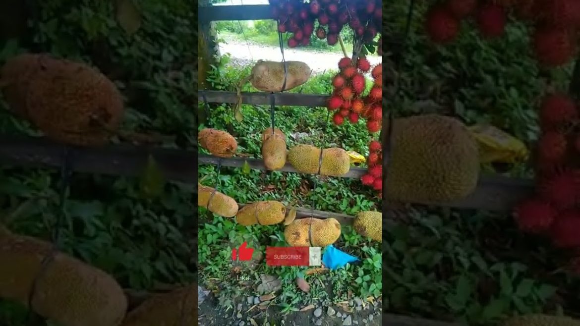 INI RAMBUTAN BINJAI NAMANYA !! RASANYA SUPER !! DI DAERAH SAUDARA APA NAMANYA ??#shorts