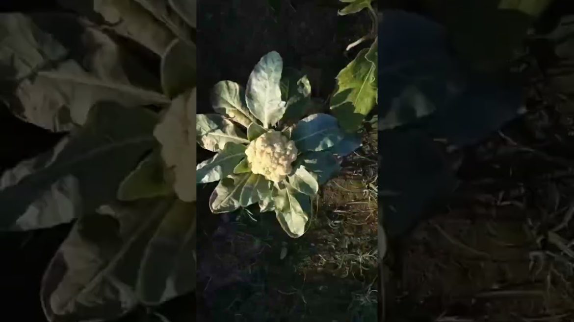 gardening compilation #shorts