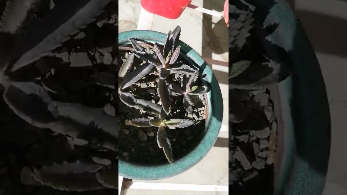 My Small Beautiful Home Garden Raining In My Backyard #shorts #garden