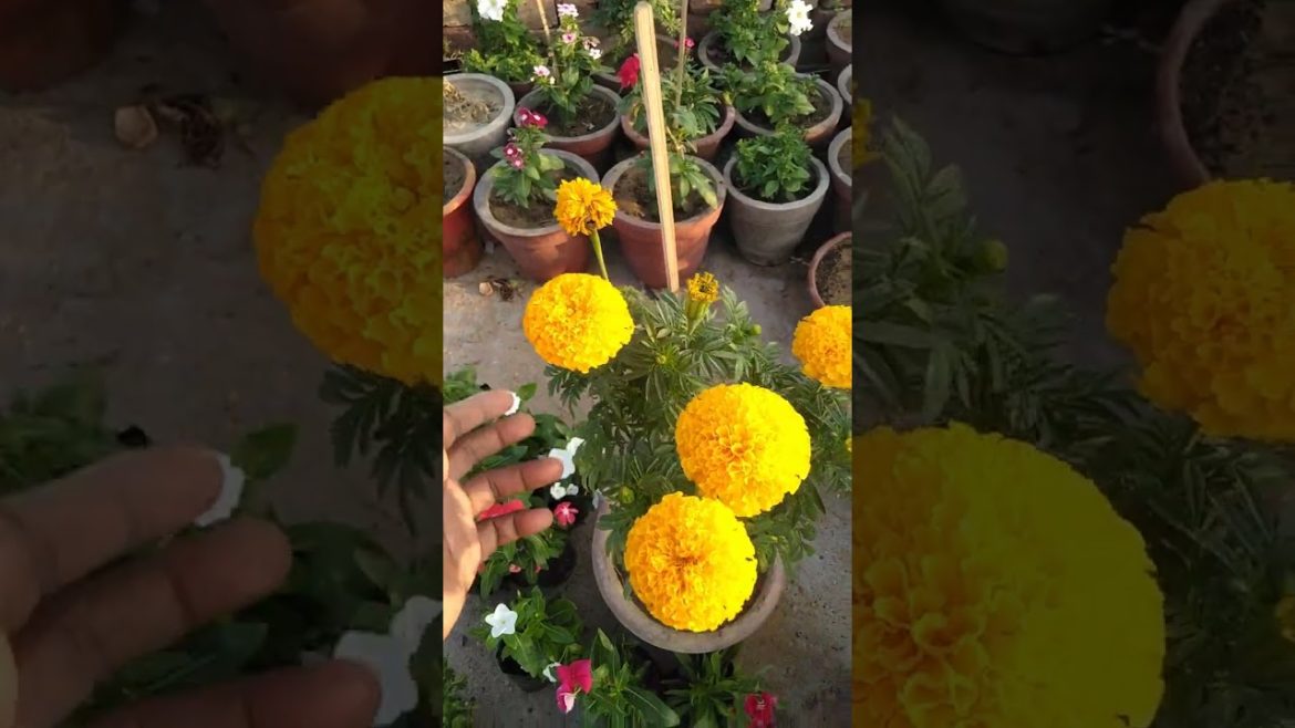 Growing tips and tricks