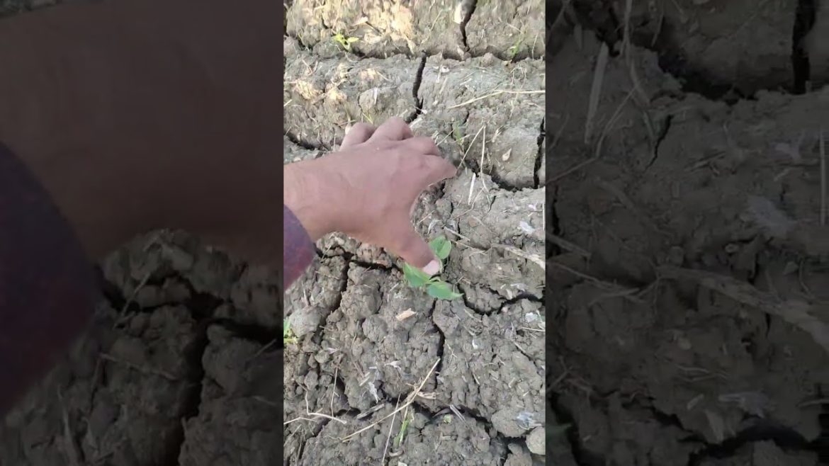 How to grow Garlic|How to grow vegetables#villagemainaurap #shorts #gardening