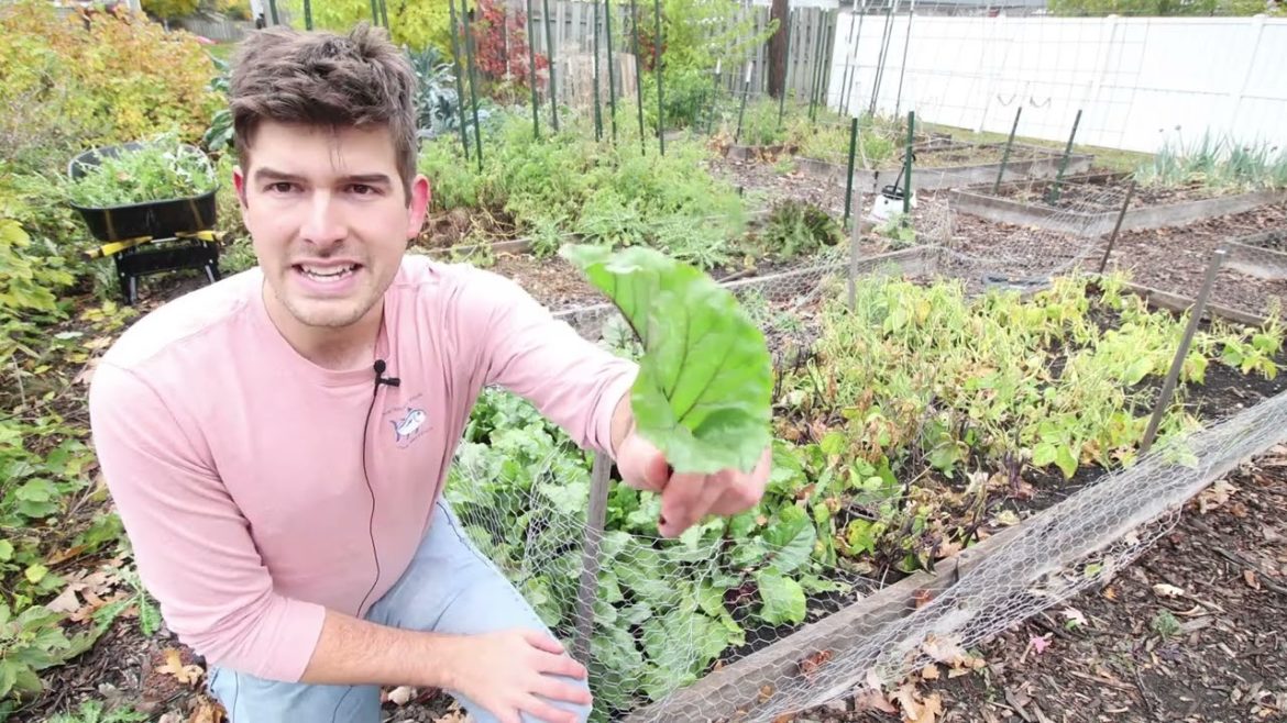 The ONLY Crop I Know You Can Sow and Grow 4 Times in a Year!