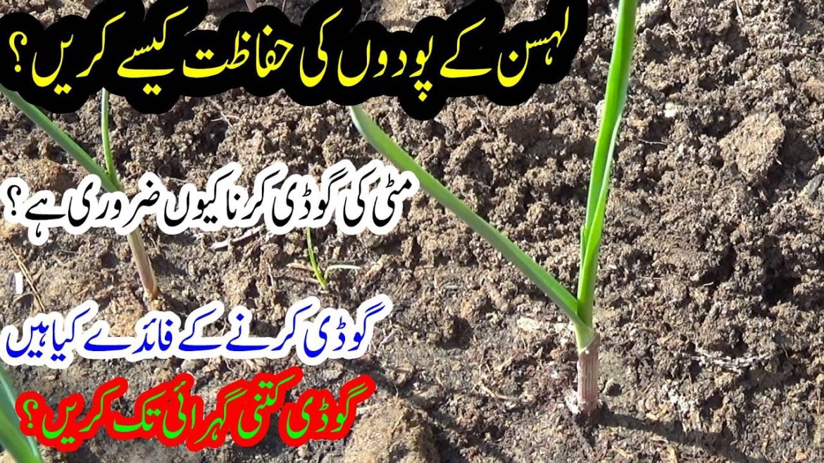 Garlic Plant Growing Tips | Lehsan Plants Ki Hifazat Kese Krain | Kitchen Gardening Garlic Plant Growing Tips | Lehsan Plants Ki Hifazat Kese Krain | Kitchen Gardening