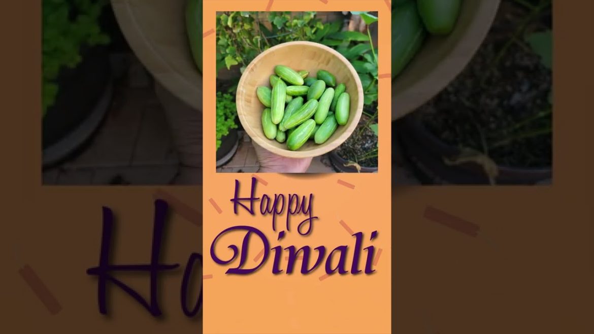 Diwali : Happy Diwali Special From California Gardening! #shorts #diwali #happydiwali