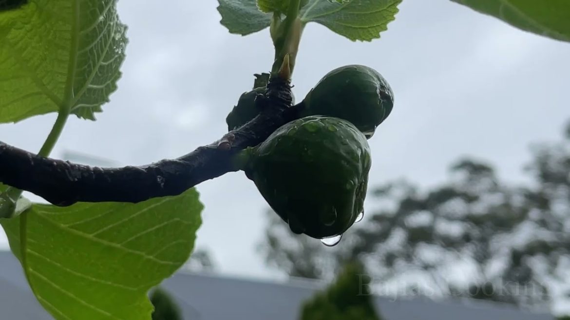 " Vegetable Garden Early Oct 2022 Walk & Talk " Bajias Cooking
