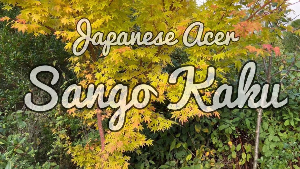 Japanese Maple Acer Sango Kaku in its autumn leaves