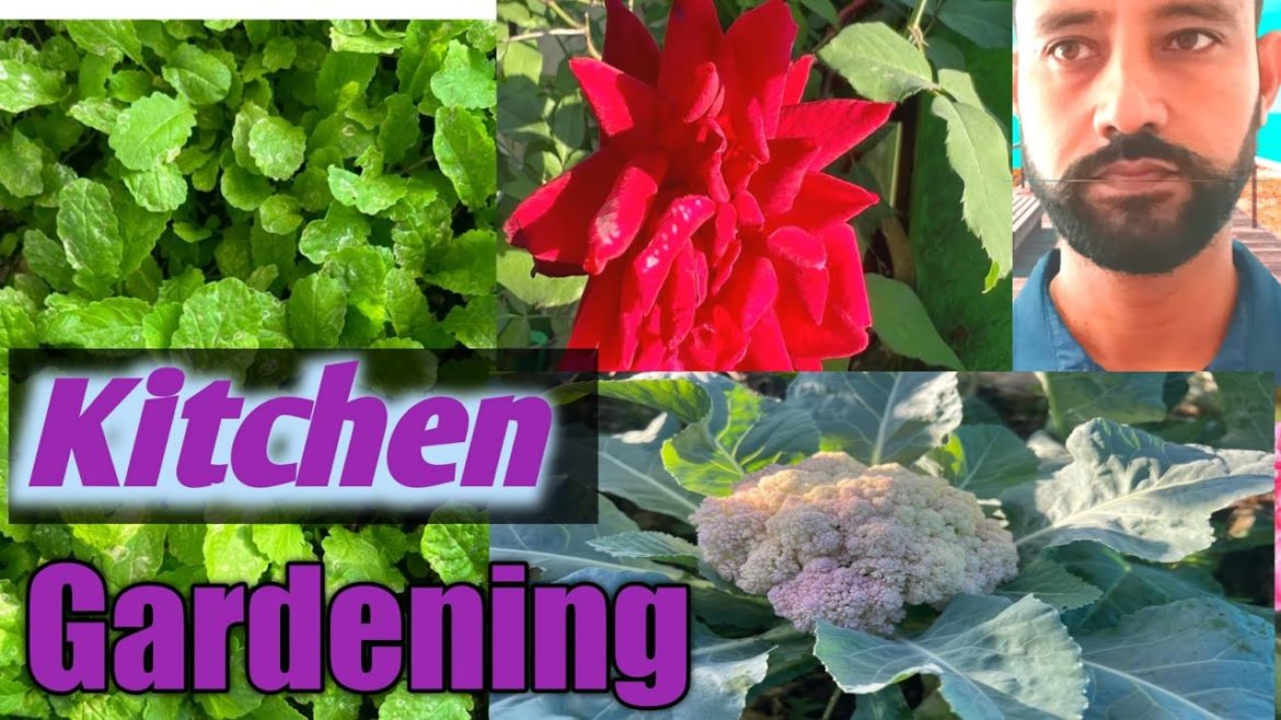 kitchen gardening .organic vegetable in terrace कौसी तरकारी बारी /