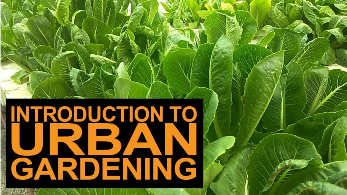 Introduction To Urban Gardening