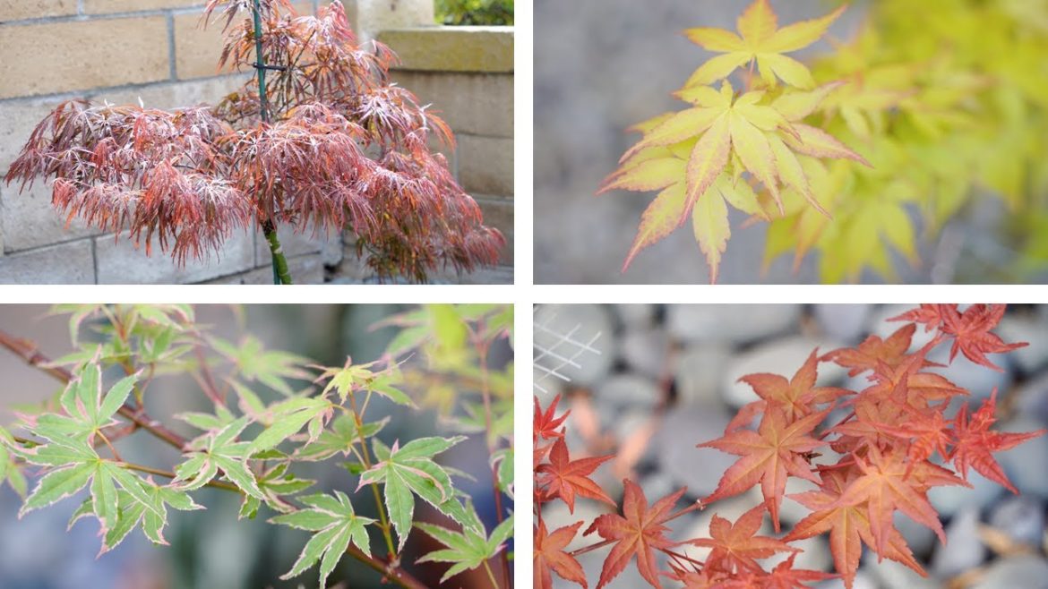 Japanese Maple Acer Palmatum Update & Japanese Rock Garden Karesansui [April-May 2021, 4K ASMR]