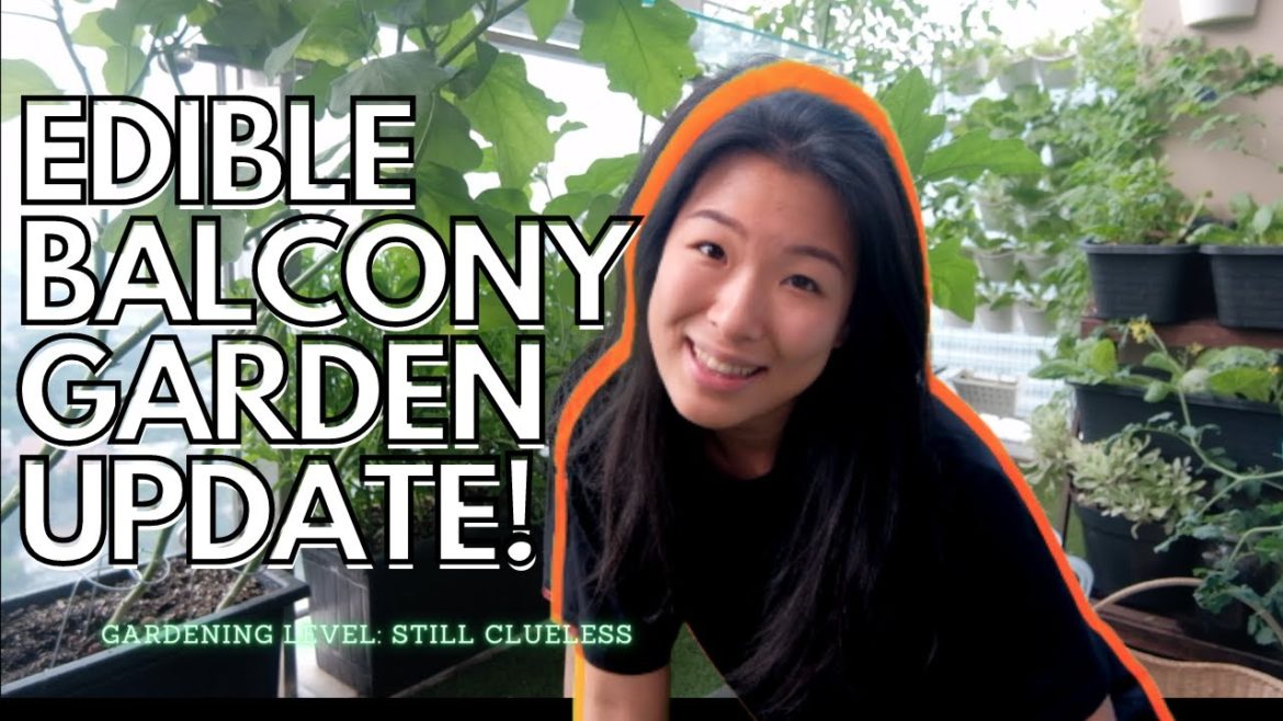EDIBLE BALCONY GARDEN IN JAKARTA | RAINY SEASON OVERDUE UPDATE EDIBLE BALCONY GARDEN IN JAKARTA | RAINY SEASON OVERDUE UPDATE