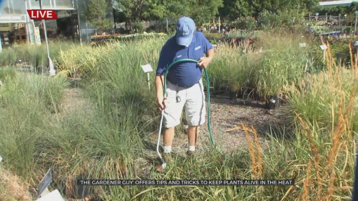 'The Gardener Guy' Shares Tips On Keeping Your Garden Hydrated Amid The Summer Heat