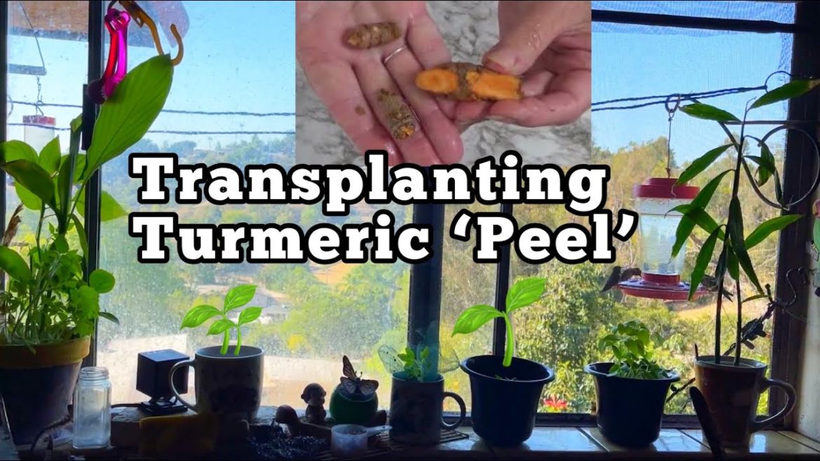 Growing Turmeric in Pots without Rhizome, TIPS How to Grow Turmeric Indoors and Regrow from Scraps Growing Turmeric in Pots without Rhizome, TIPS How to Grow Turmeric Indoors and Regrow from Scraps