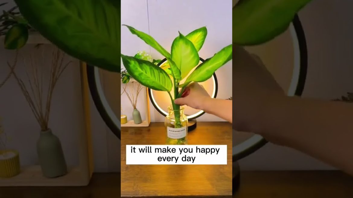 garden #gardening #home  #nature #plants #shorts  #flowers  #fyp #ytshorts #viralshorts