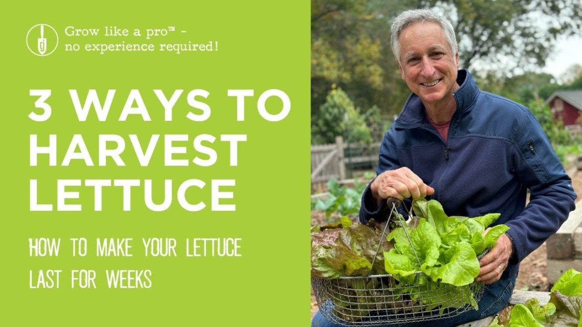 3 Ways to Harvest Lettuce | How to Make Lettuce Last All Season