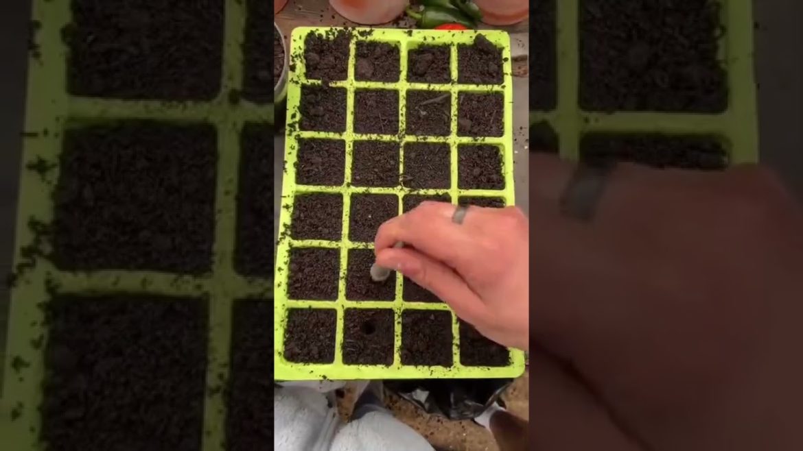 how to grow chili fast