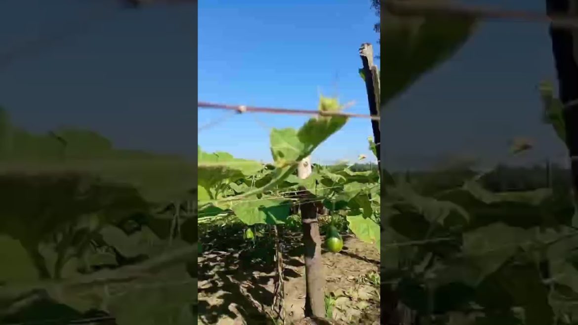 bonsai and gardening #shorts bonsai and gardening #shorts