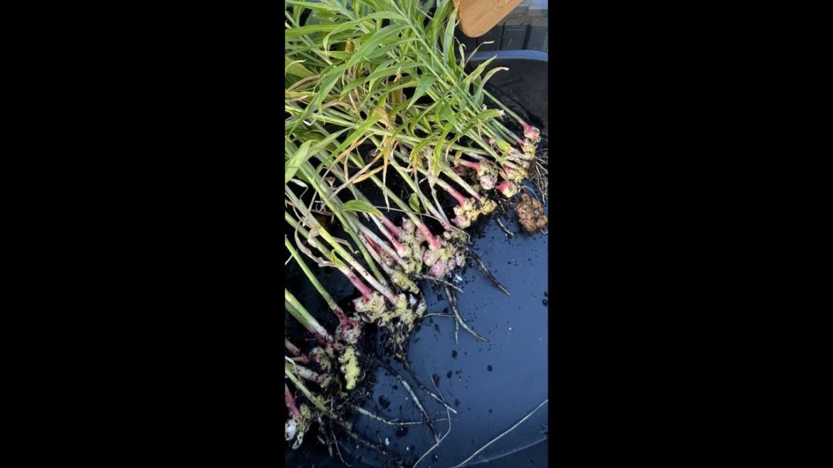 A Quick Ginger And Turmeric Harvest 2022 | East Meets West | #Shorts A Quick Ginger And Turmeric Harvest 2022 | East Meets West | #Shorts