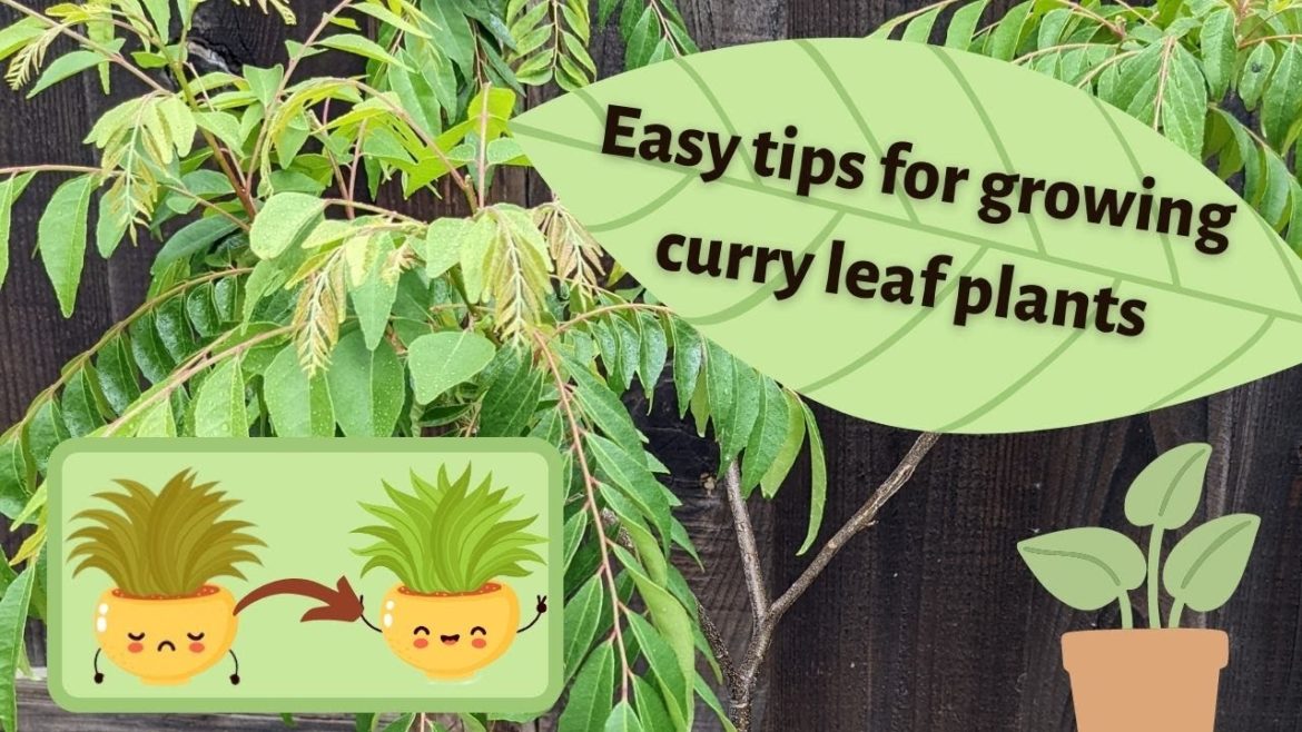 Caring for Curry Leaf plants | Beginner gardener | Easy tips and tricks | Organic gardening