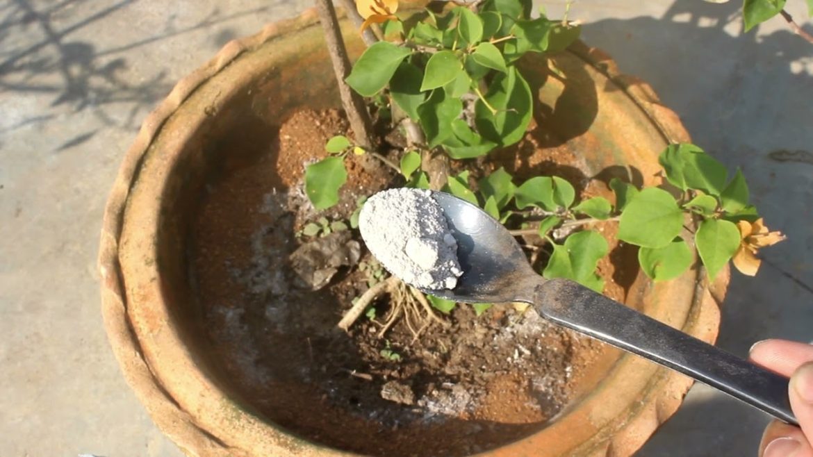 5 URGENT Things To DO On Bougainvillea NOW! 5 URGENT Things To DO On Bougainvillea NOW!