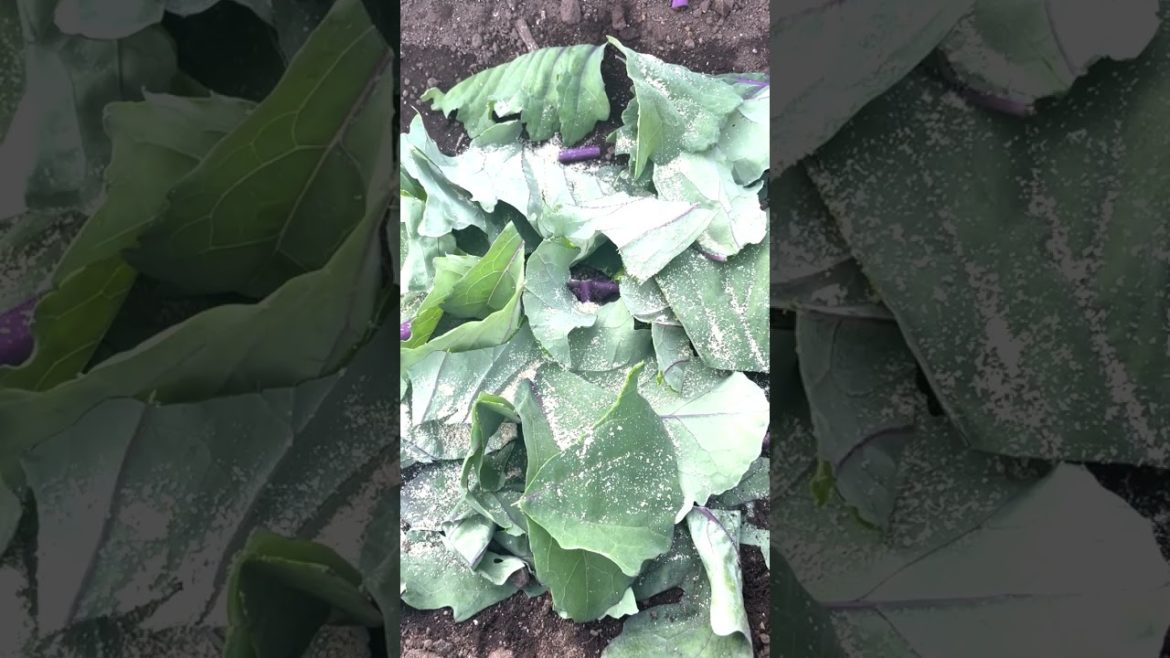 家庭菜園でやりたい!畑の残渣は捨てる必要無し!残渣処理のコツ! #shorts /Residue disposal tips from Japanese farmers. 家庭菜園でやりたい!畑の残渣は捨てる必要無し!残渣処理のコツ! #shorts /Residue disposal tips from Japanese farmers.