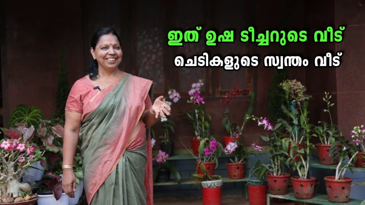 ഇത് ഉഷ ടീച്ചറുടെ വീട്… ചെടികളുടെ സ്വന്തം വീട് | Usha Teacher Beautiful Home Garden Kasaragod ഇത് ഉഷ ടീച്ചറുടെ വീട്... ചെടികളുടെ സ്വന്തം വീട് | Usha Teacher Beautiful Home Garden Kasaragod